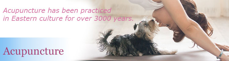 Acupuncture for Dogs and Cats